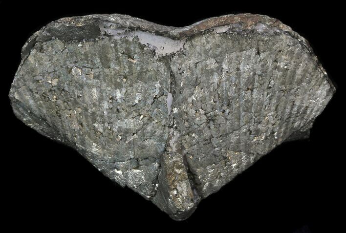 Pyrite Replaced Brachiopod (Paraspirifer) - Ohio #34190